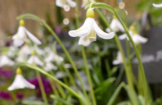 Dormant Snowdrops available - limited time only