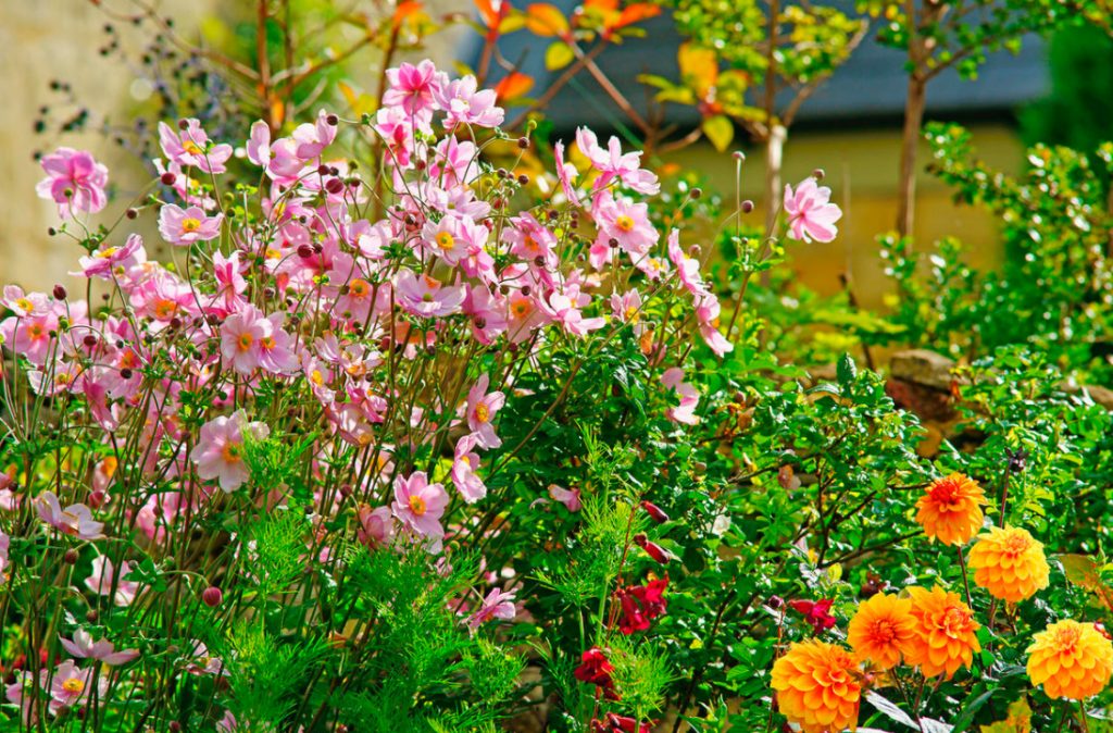 Autumn Perennials – The Princes of the Gardening Year