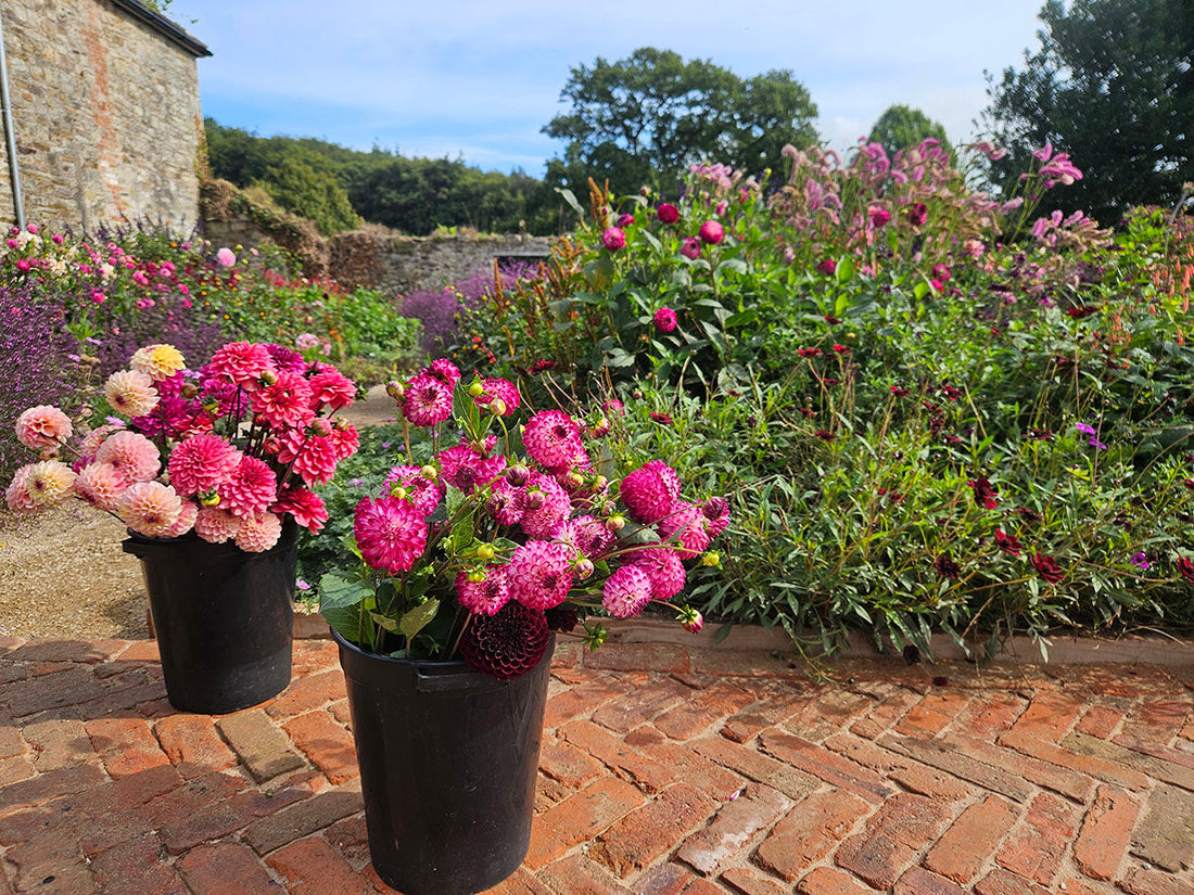 Sowing Growing Cutting: Building your own Flower Garden