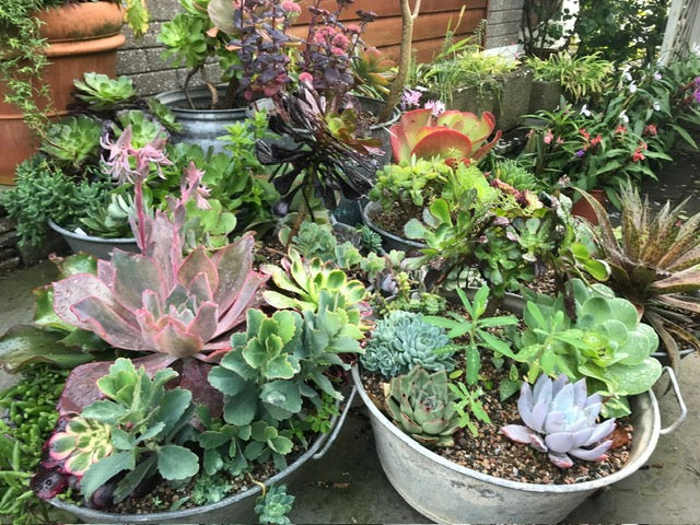 Planting Summer Containers