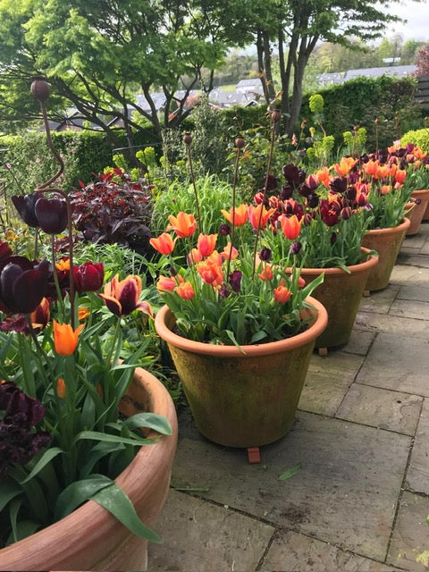 Autumn Planting for Spring Display