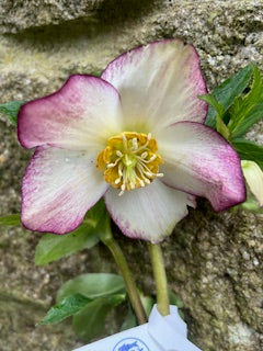 White with Dark Pink Edge