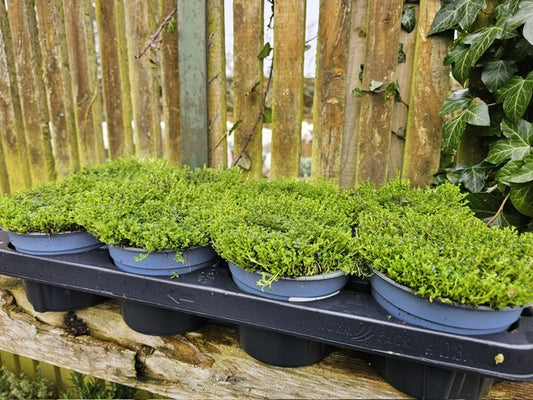 Thyme (Thymus Praecox Aliflorus)