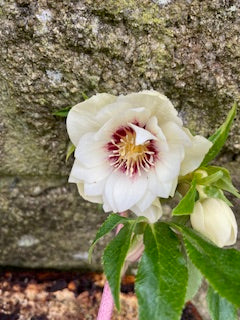 Pale Yellow with Burgundy Centre