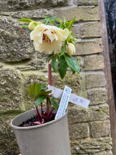 Pale Yellow with Burgundy Centre