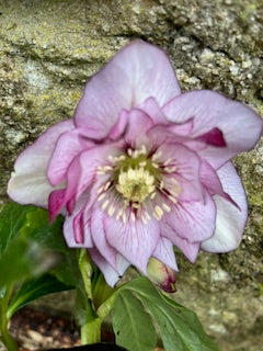 Mauve with Burgundy markings (Double)