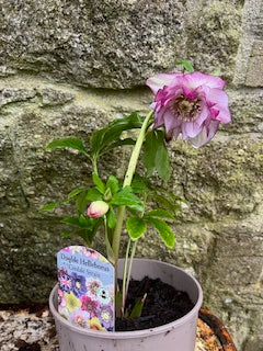 Mauve with Burgundy markings (Double)