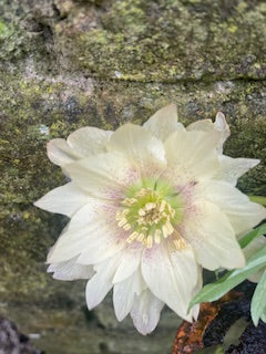 Pale Yellow (Double)