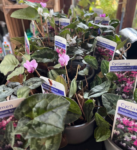 Cyclamen (Hardy Autumn) - Tray of 18