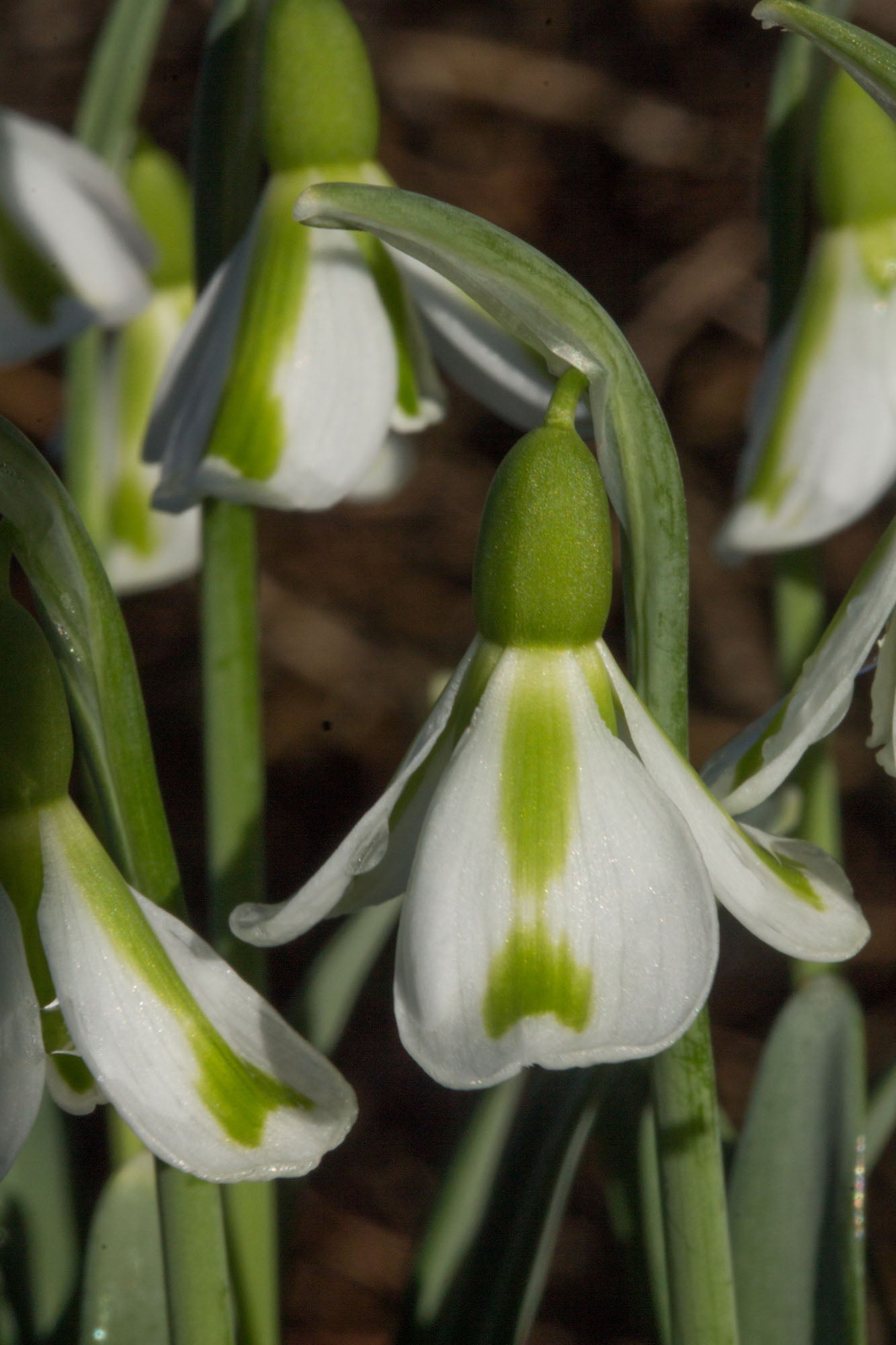 Philippe Andre Meyer