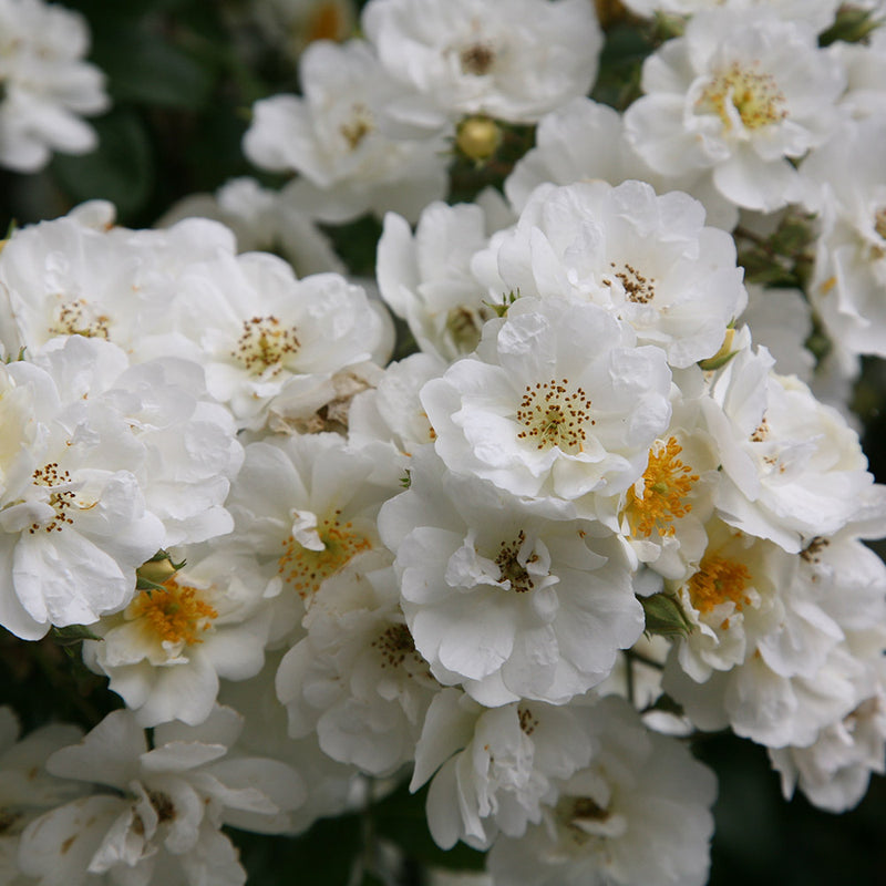 Rambling Rector
