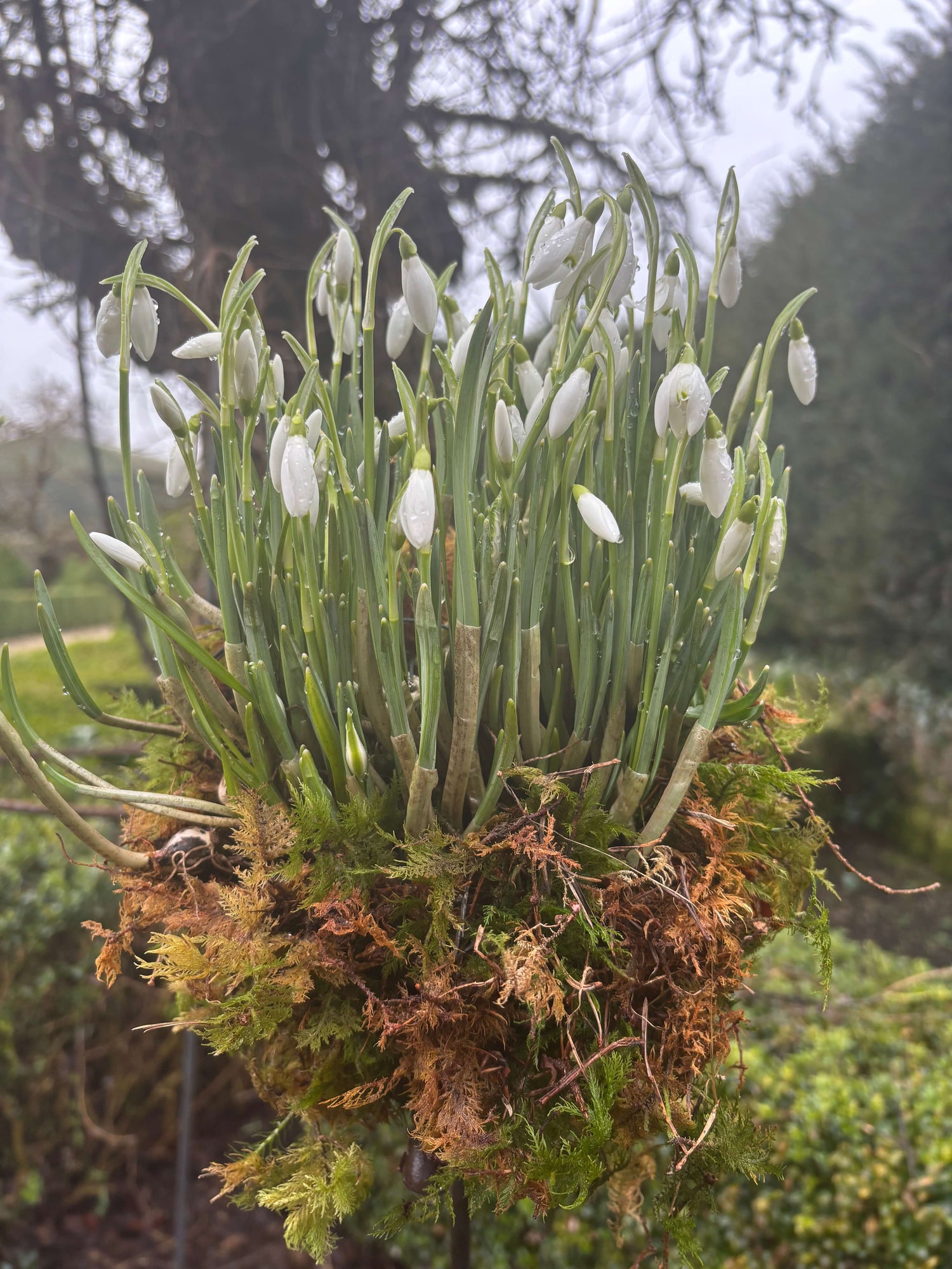 Bundle of 100 Snowdrops