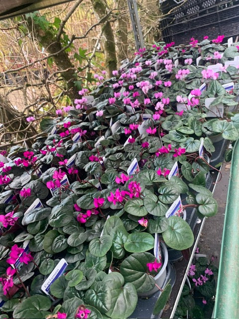 Cyclamen (Hardy Spring) - Tray of 18