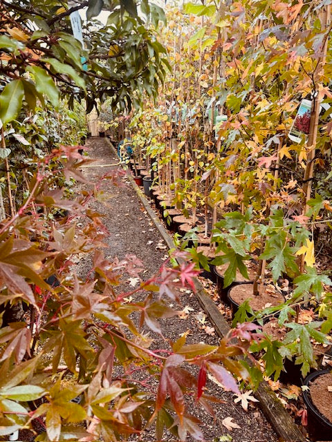 The Altamont Plants 10 Tree Collection