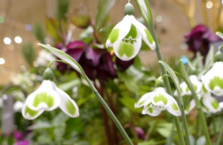 2026 Snowdrop Gala