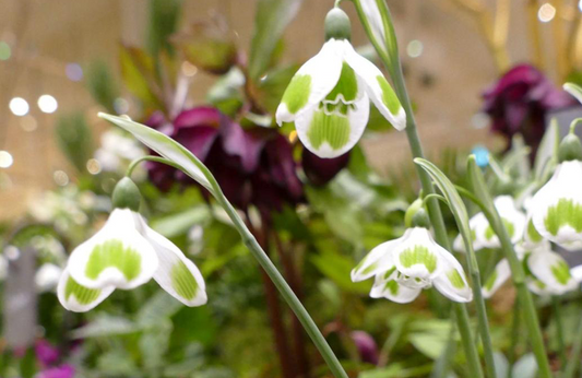 2026 Snowdrop Gala