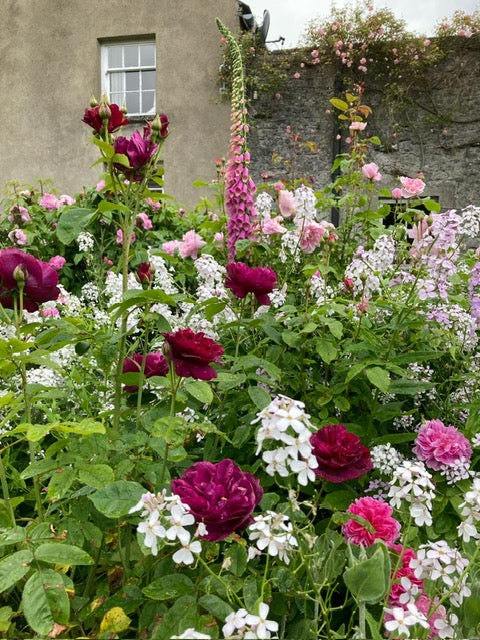 A tour of the private garden of Angela Moylan O’Reilly