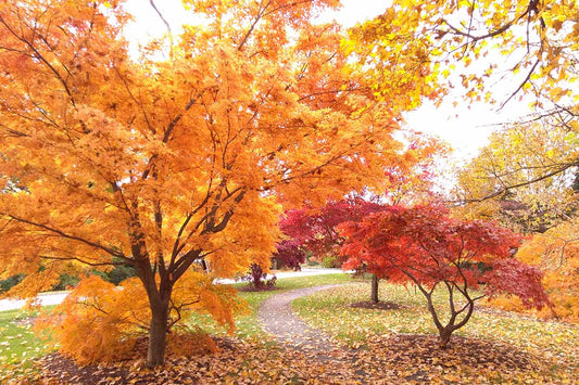 The Beauty of Autumn and the Promise of Spring