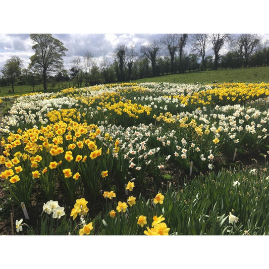 Life at Esker Farm