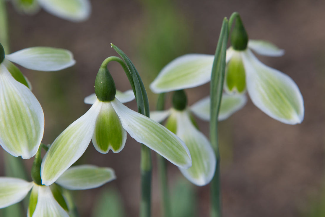 Snowdrops now offline