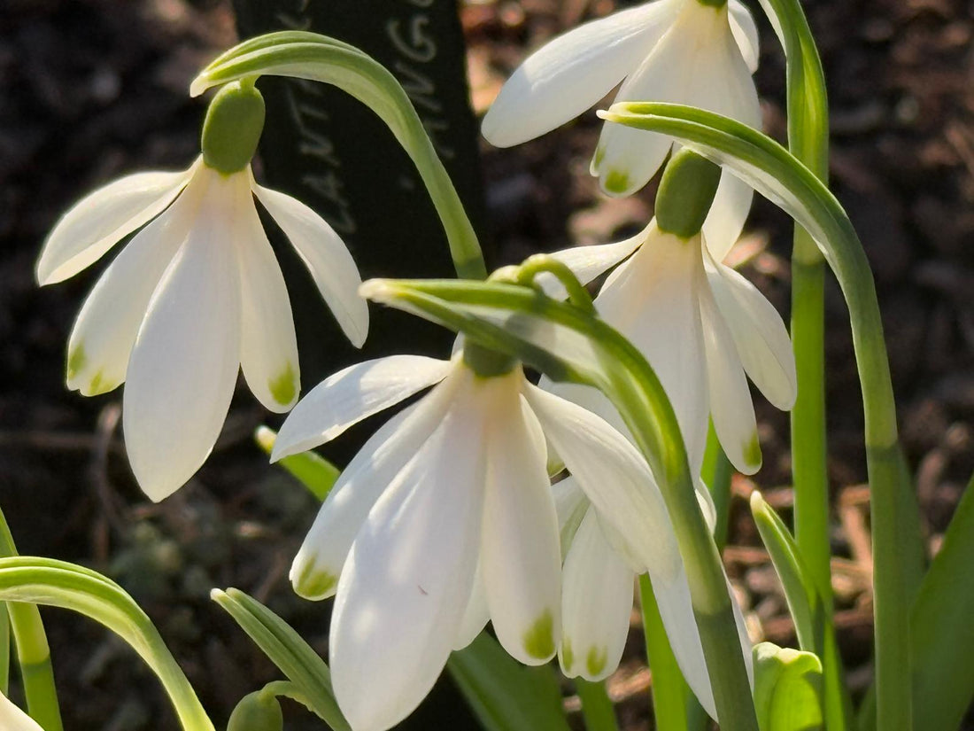 2027 Snowdrop Gala