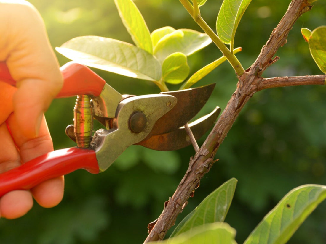 The Art of Pruning with Robert Miller and Hester Forde