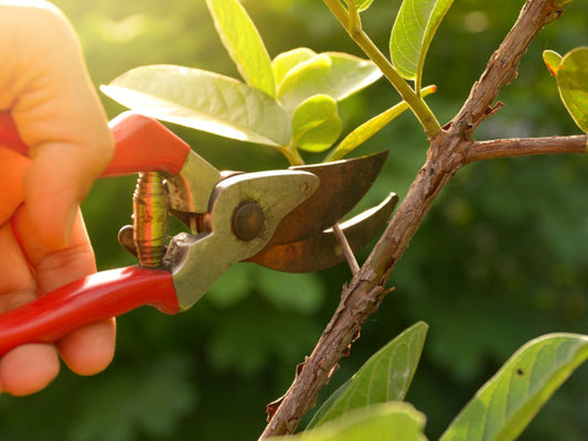 The Art of Pruning with Robert Miller and Hester Forde