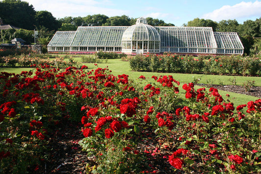 Romancing the Rose. Growing and Caring for Roses