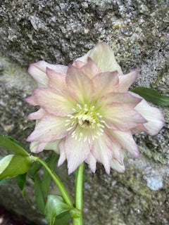 Cream with deep Pink Edging (Double)