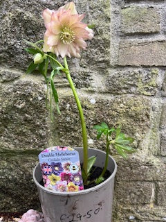 Cream with deep Pink Edging (Double)