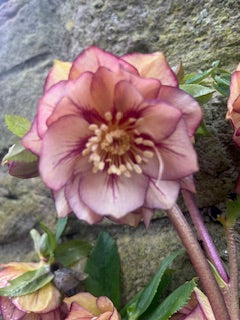 Peach with Burgundy (Double)