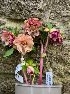 Peach with Burgundy (Double)