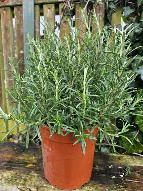 Rosemary (Salvia Rosmarinus off.)