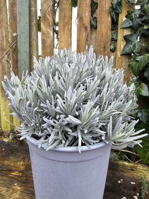silver leaf lavender plant Lavender (Lavendula Angustifolia) – Altamont Plants