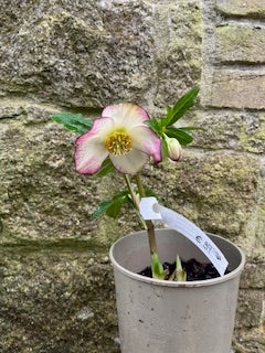 White with Dark Pink Edge