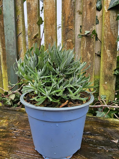 Lavender (Lavendula Angustifolia Hitcote)