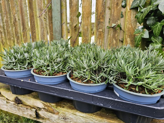 Lavender (Lavendula Angustifolia Hitcote)