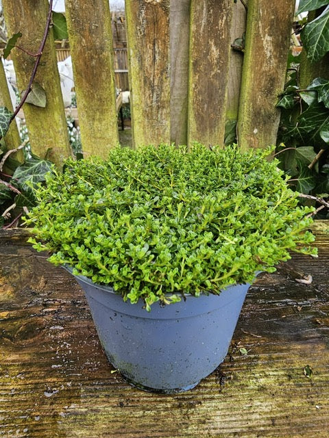 Thyme (Thymus Praecox Aliflorus)