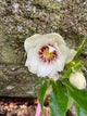 Pale Yellow with Burgundy Centre
