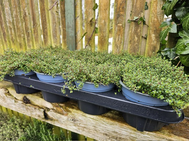 Thyme (Thymus Praecox Pink Chinz)