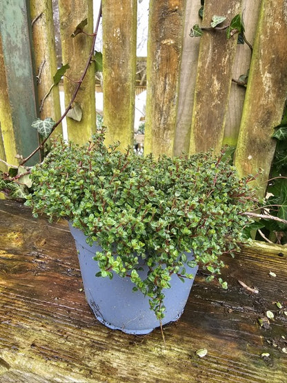 Thyme (Thymus Praecox Pink Chinz)