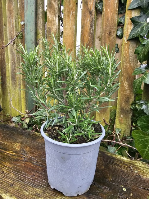 Rosemary (Rosemarinus Officianalis)