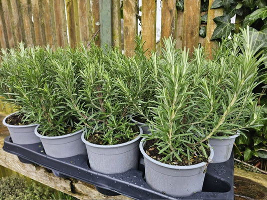 Rosemary (Rosemarinus Officianalis)