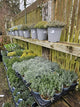 Mixed Tray of Herbs