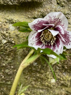 White with Burgundy markings (Double)