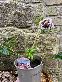 White with Burgundy markings (Double)