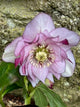 Mauve with Burgundy markings (Double)