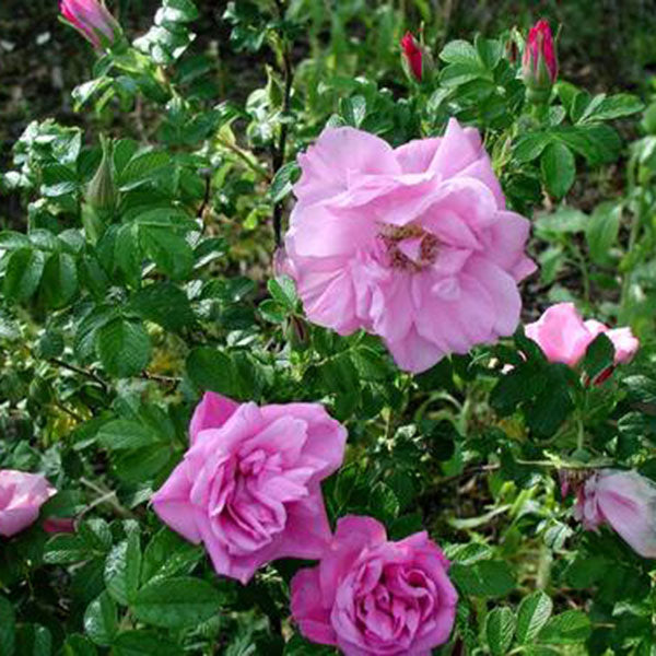Belle Poiteuine