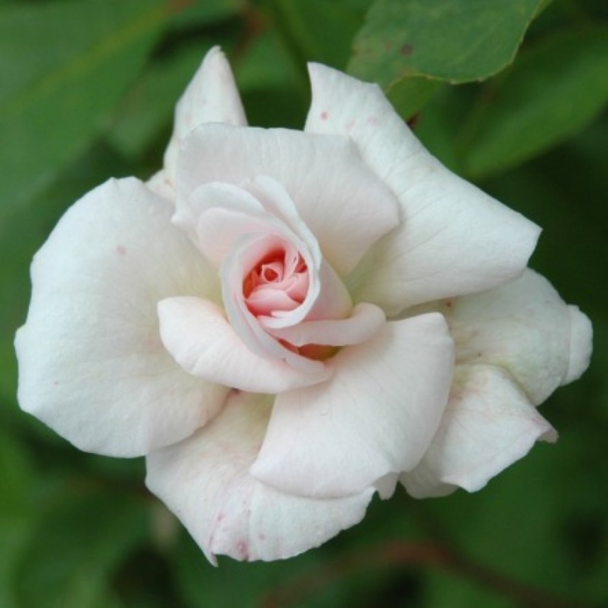 Bloomfield Abundance