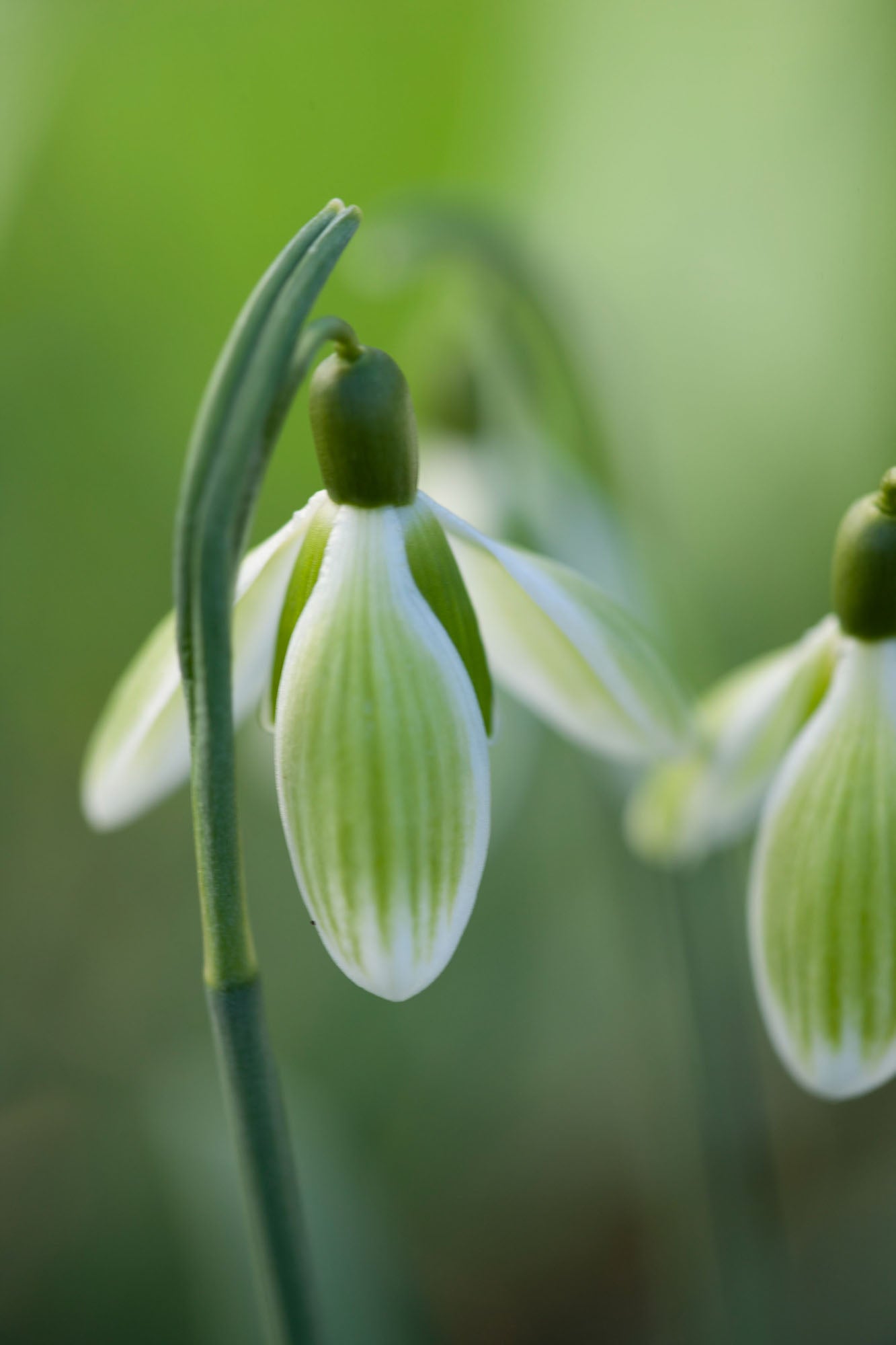 Green Tear